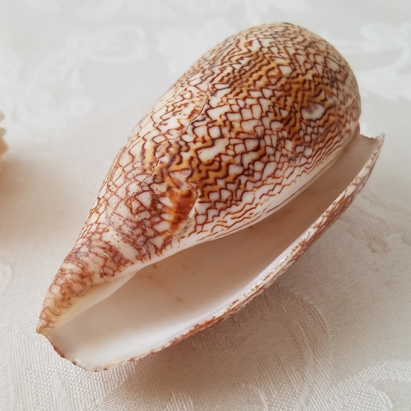 Natural Sea Shells - Picture 5 of 15